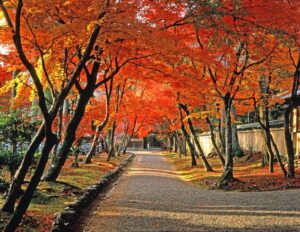 紅葉の京都へ　でかけませんか